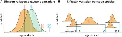 Footprints in the Sand: Deep Taxonomic Comparisons in Vertebrate Genomics to Unveil the Genetic Programs of Human Longevity